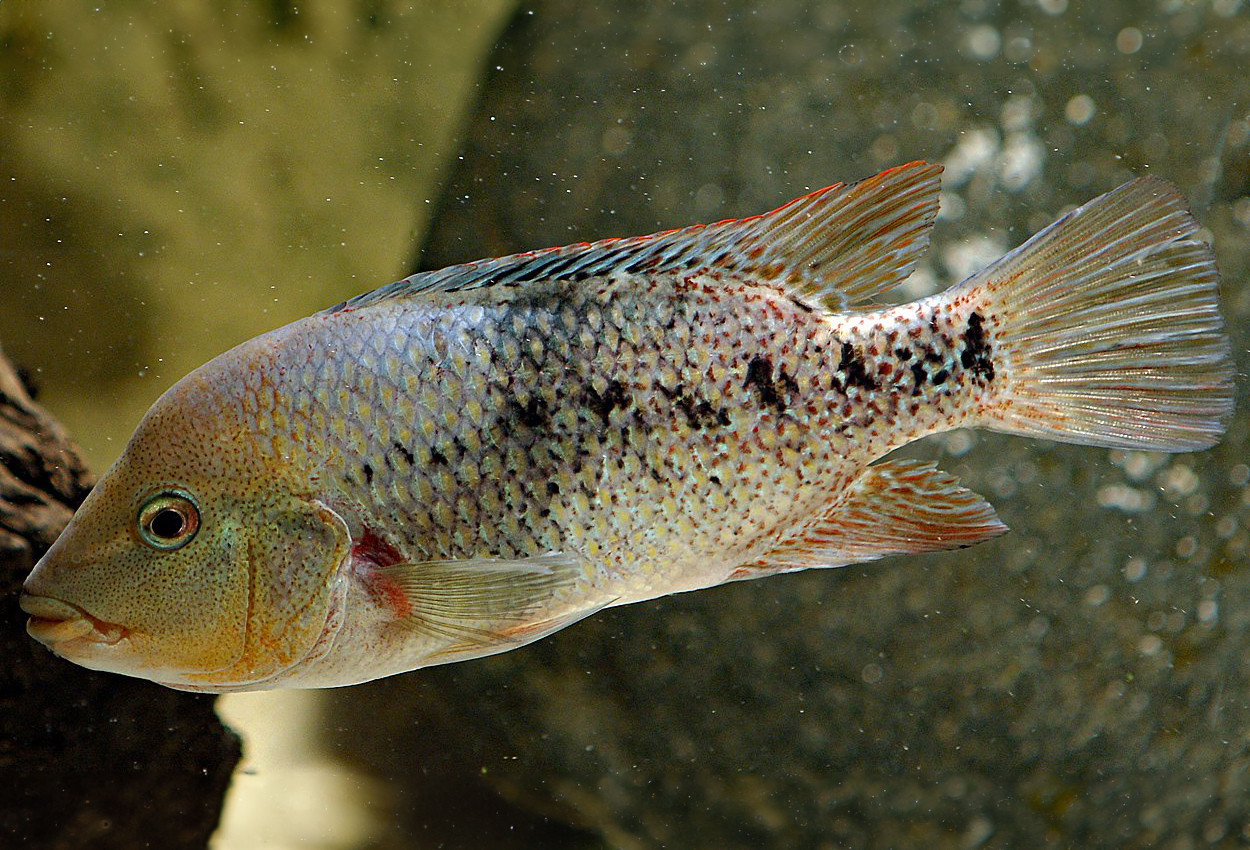 Vit/Tamasopo labridens, Mojarra caracolera blanca