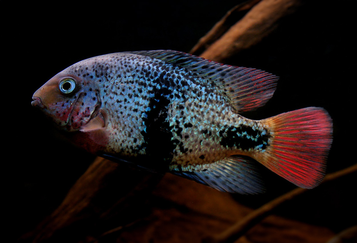 Foto på fisken Vieja maculicauda