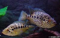 <i>Parachromis managuensis</i> (par)