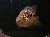 <i>Parachromis managuensis</i>