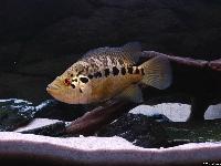 <i>Parachromis managuensis</i>