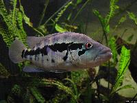 <i>Parachromis dovii</i> (hona)