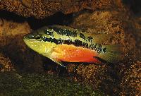 <i>Trichromis salvini</i>