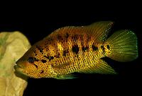 <i>Parachromis friedrichsthalii</i>
