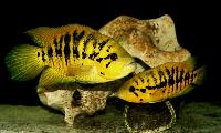 <i>Parachromis friedrichsthalii</i>