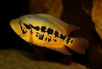 <i>Parachromis loisellei</i>