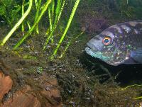 <i>Parachromis octofasciatum</i>