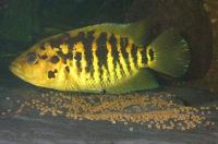 <i>Parachromis friedrichstalii</i>