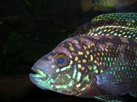 <i>Parachromis octofasciatum</i>