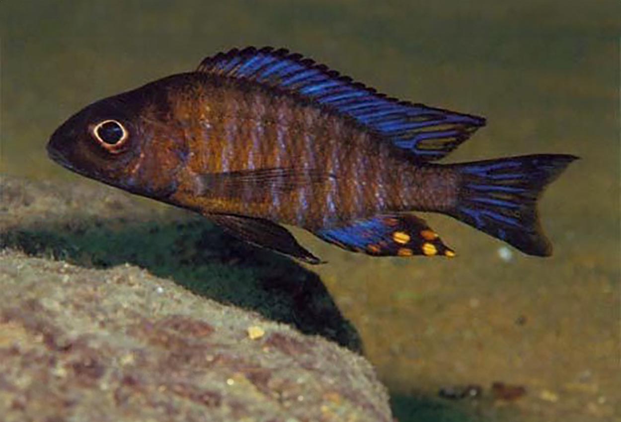 Foto på fisken Aulonocara ethelwynnae