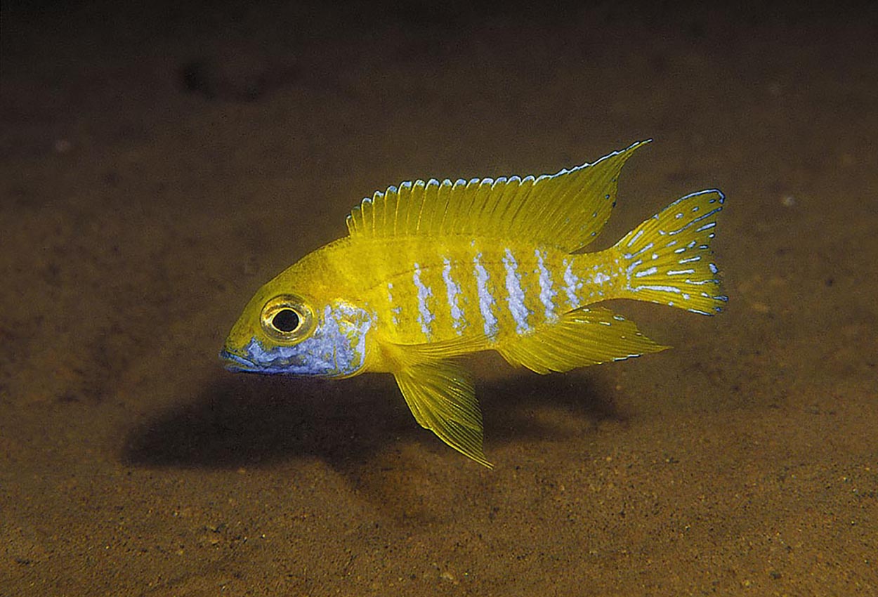 Foto på fisken Aulonocara baenschi