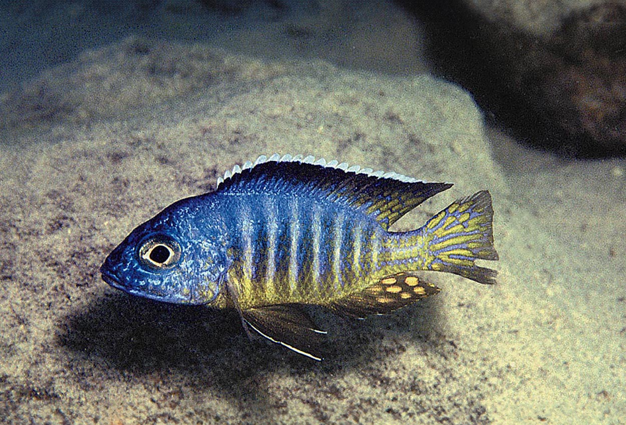 White top-aulonocara, dvärglikoma.