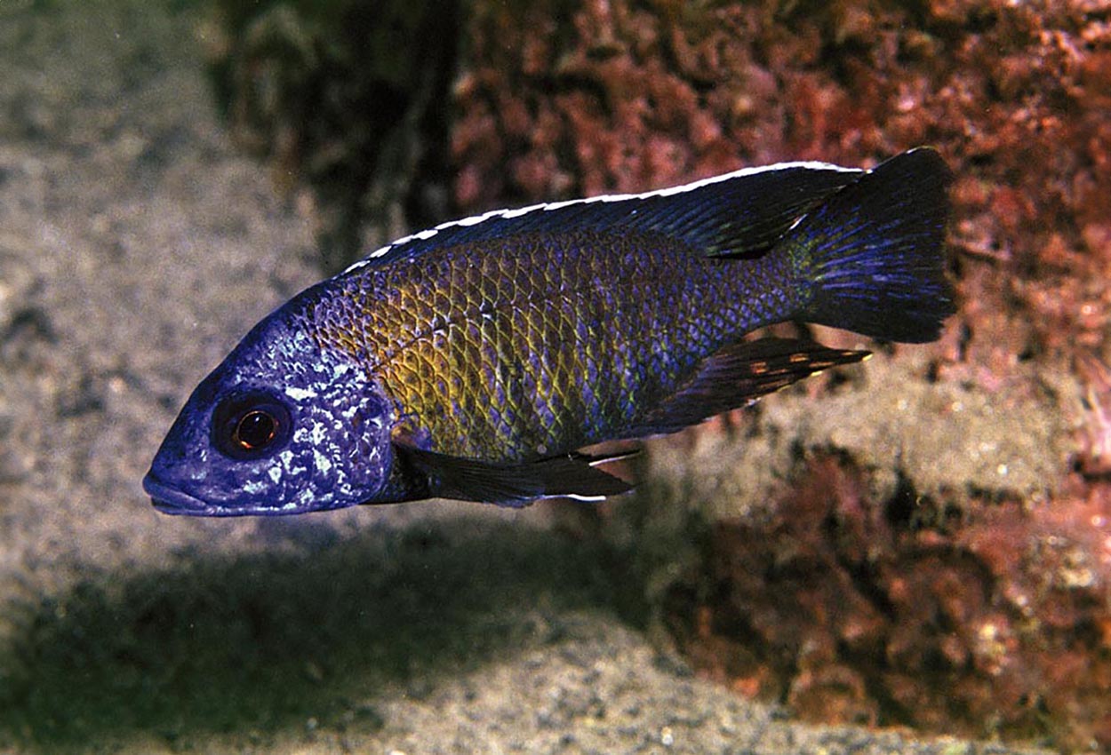 Foto på fisken Aulonocara gertrudae