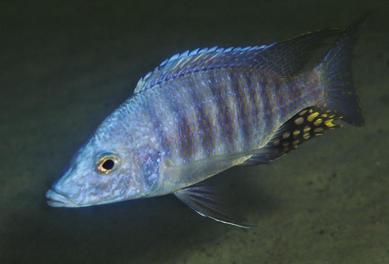 Foto på fisken Aulonocara rostratum