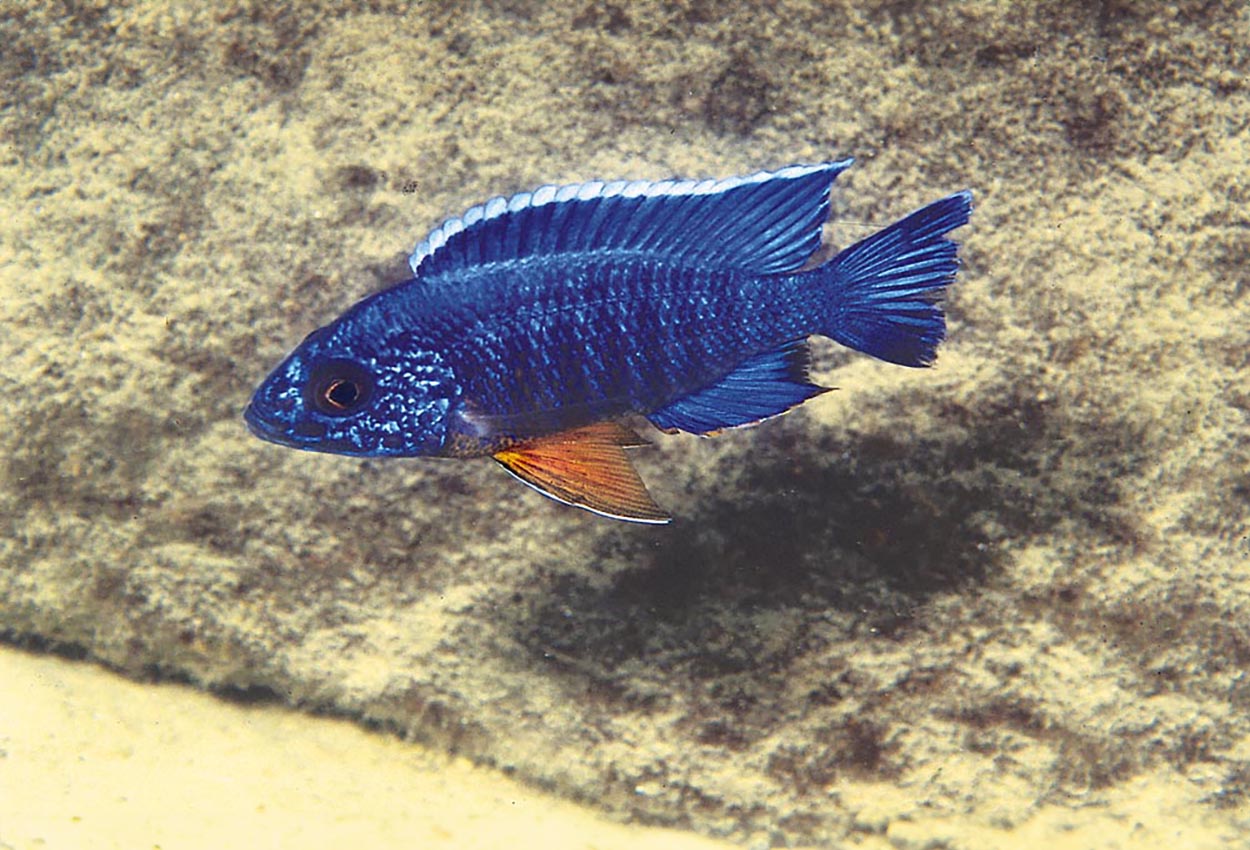 Foto på fisken Aulonocara stuartgranti, Cobwe