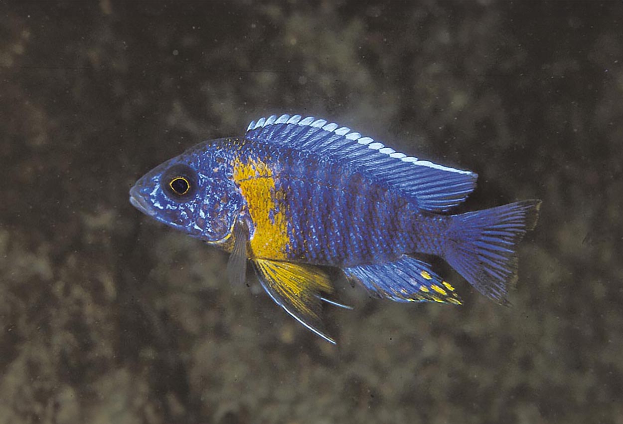 Foto på fisken Aulonocara stuartgranti, Chiloelo