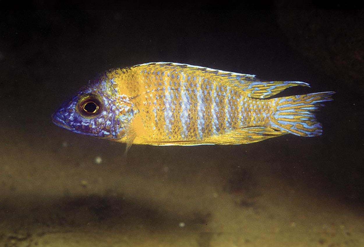 Foto på fisken Aulonocara sp. 'stuartgranti maleri'