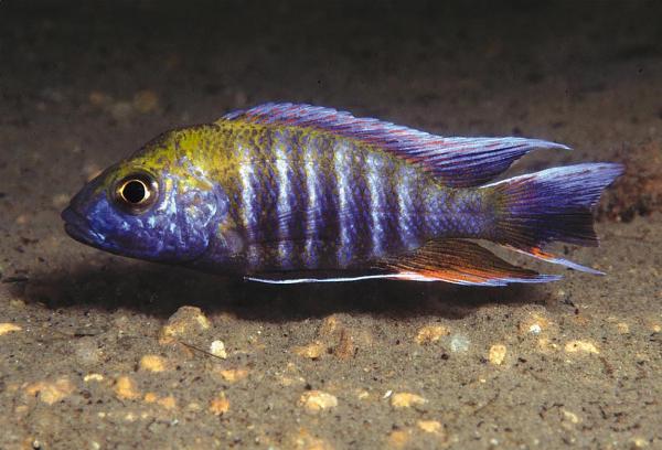 Jabobfreibergi