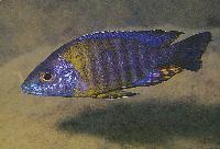 <i>Aulonocara saulosi</i>, Undu Reef