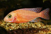 <i>Aulonocara</i> sp. "firefish"