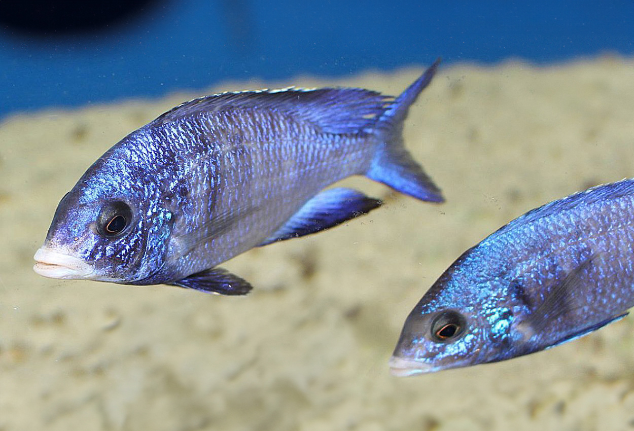 Foto på fisken Placidochromis  phenochilus, Mdoka