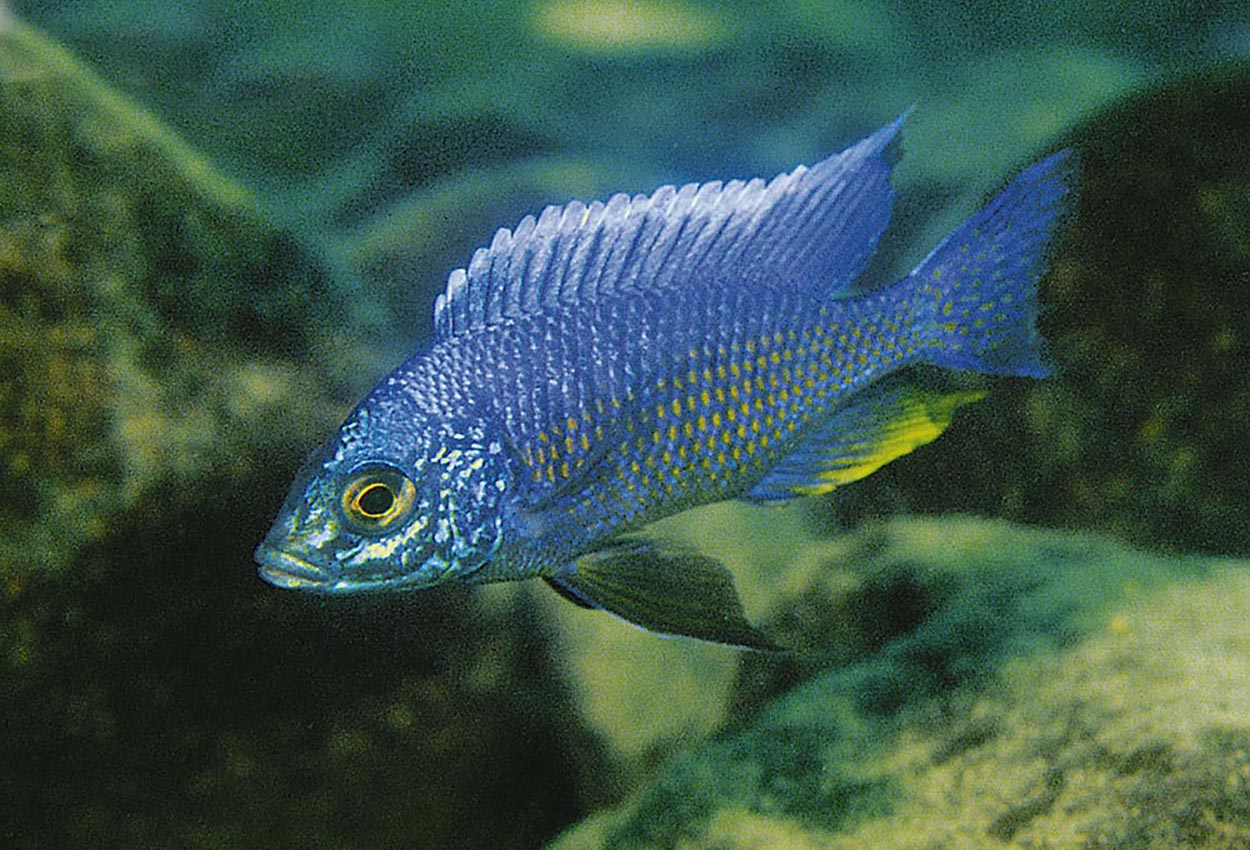 Foto på fisken Copadichromis verduyni