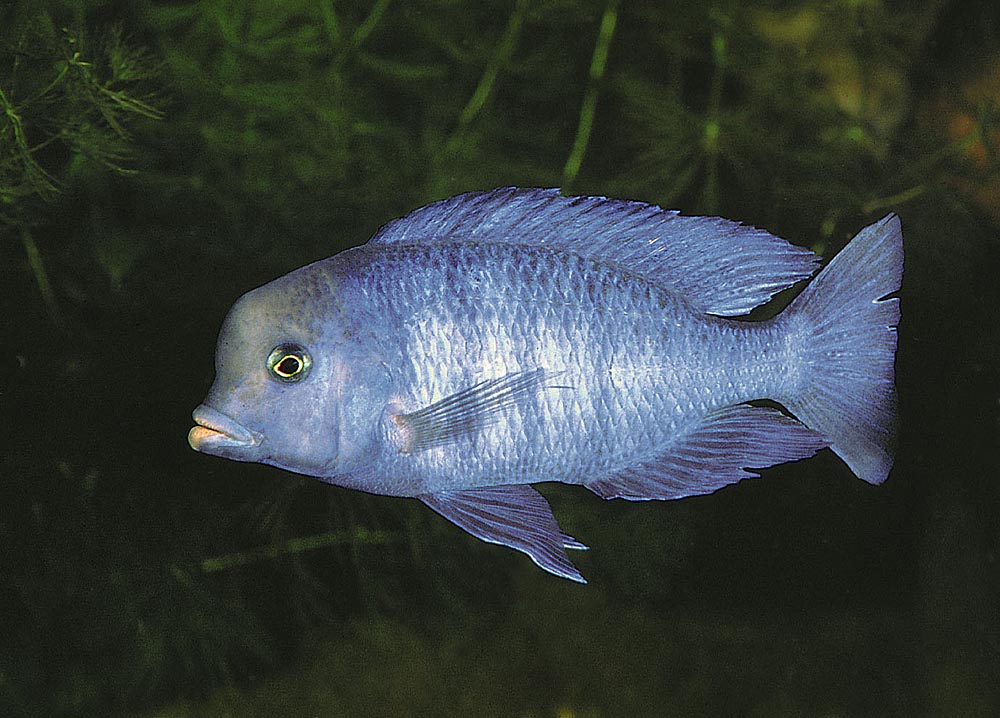 Cyrtocara moorii var en av de allra första som flyttades från släktet Haplochromis. Foto: Ad Konings