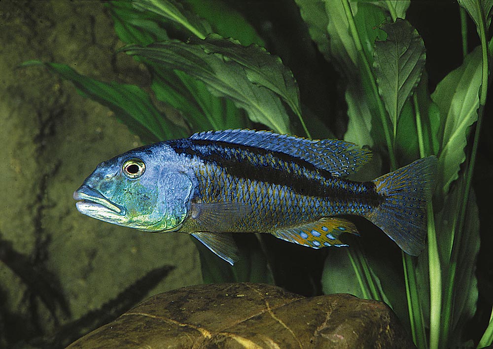 Papegojcikliden Aristochromis christyi är en glupsk rovfisk som finns runt hela sjön. Foto: Ad Konings