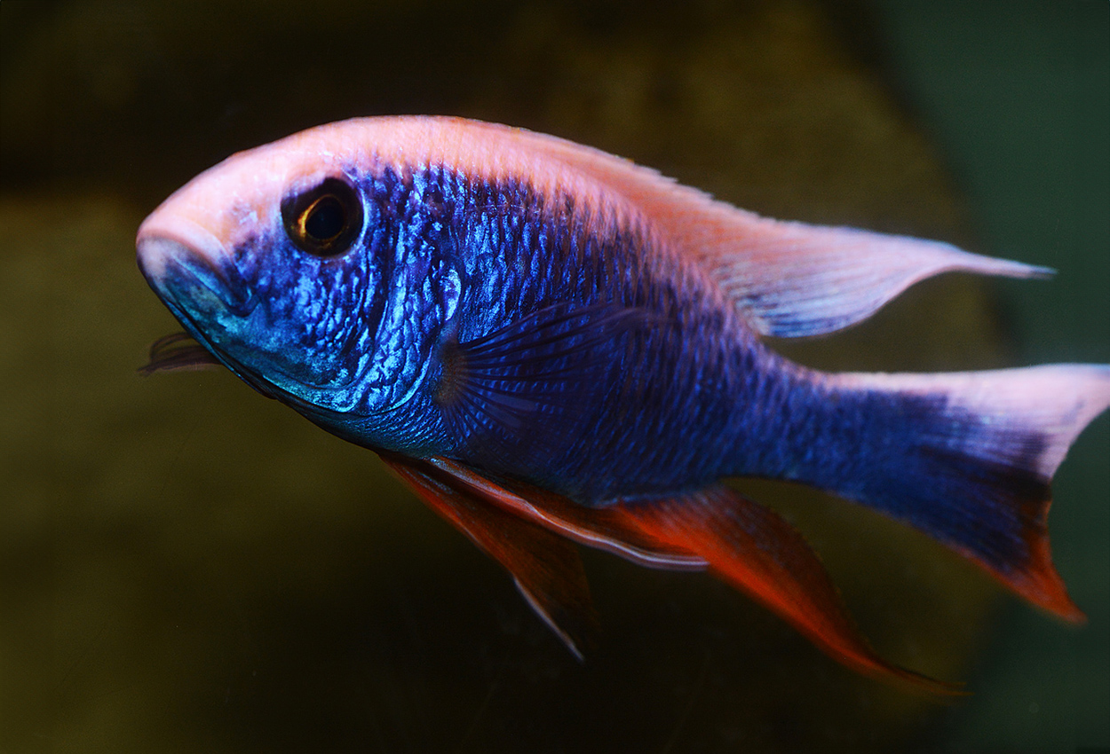 Foto på fisken Sciaenochromis fryeri, iceberg purple