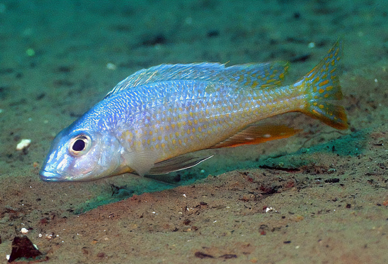 Torpedo blue-otopharynx