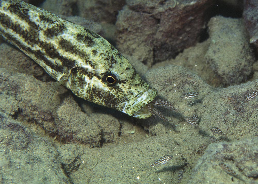 Nimbochromis polystigma-yngel som vaktas av honan. Foto: Ad Konings