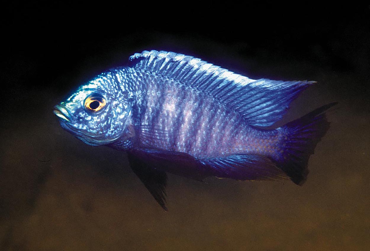 Foto på fisken Copadichromis azureus