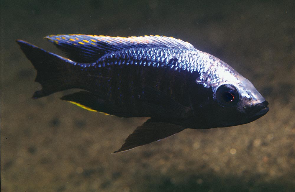 Denna Copadichromis från Makonde har nyligen beskrivits som Copadichromis trewavasae. Den hette tidigare Copadichromis sp. 
