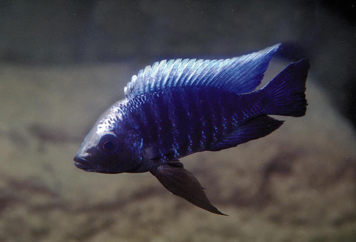 Dvärg verduyni, borleyi metangula, white blaze met