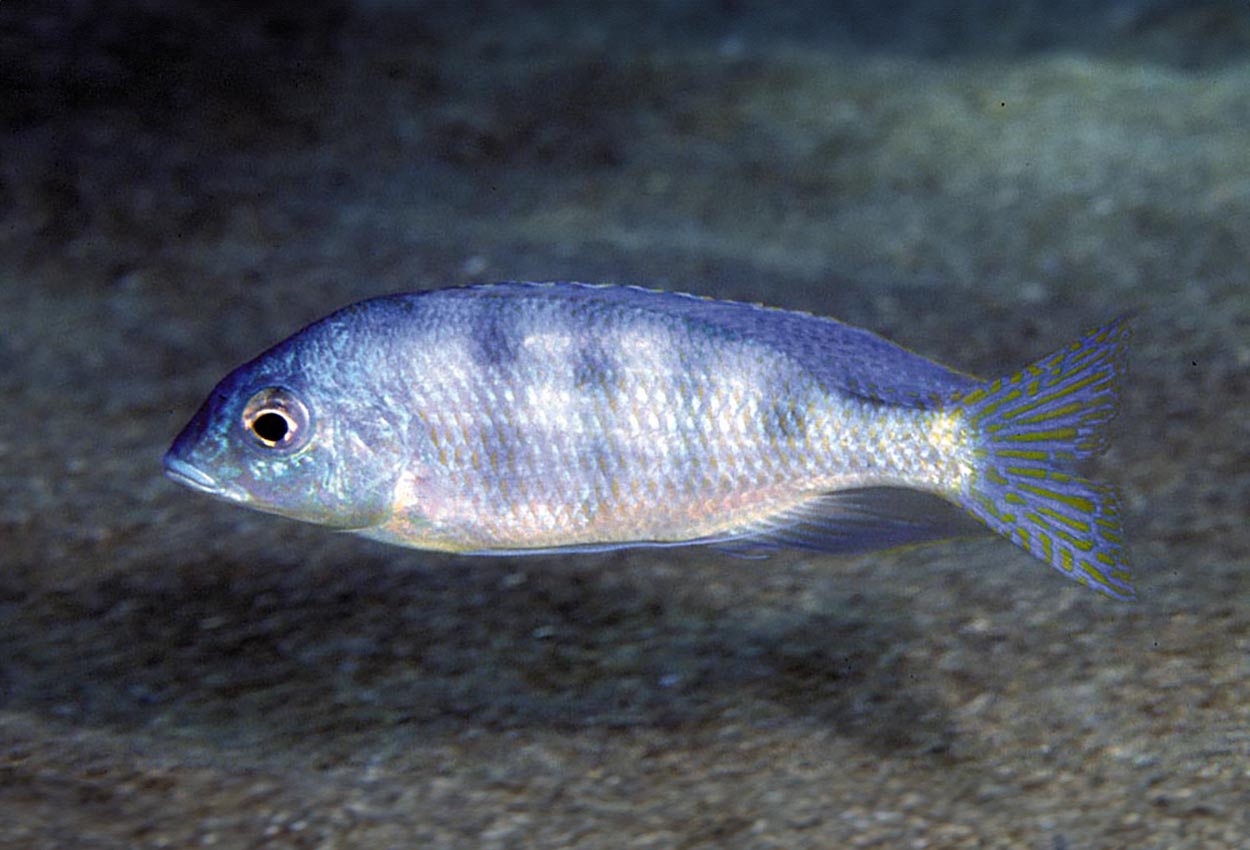 Ericotaenia, thick bar haplis