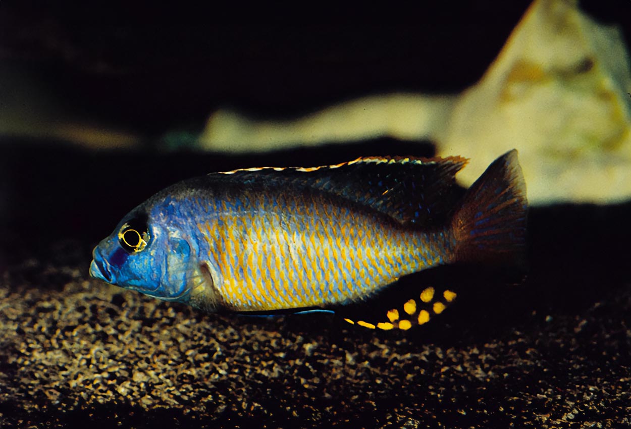 Foto på fisken Naevochromis chrysogaster