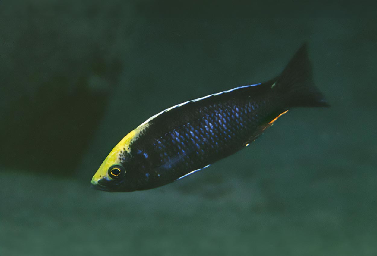 Goldcrest-mloto, Nyassachromis goldcrest