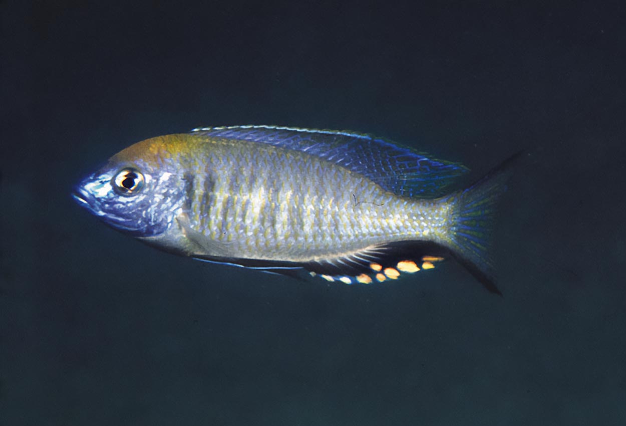 Orangehuvad utaka, orangehuvad eucinostomus