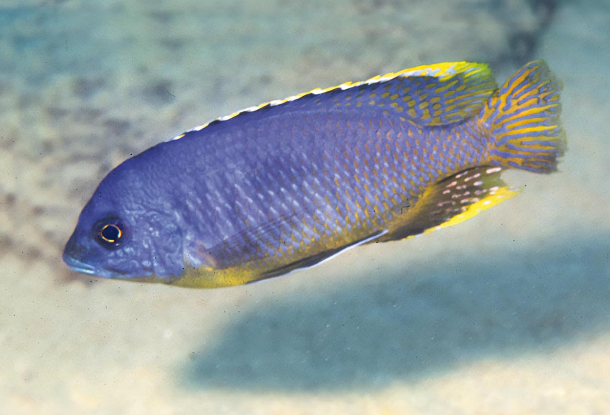 Storfläckshaplochromis, margaretae-haplochromis