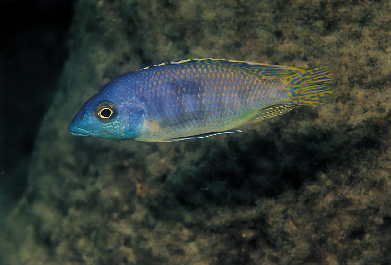 Trefläcks mylochromis/otopharynx, långnosad otopharynx