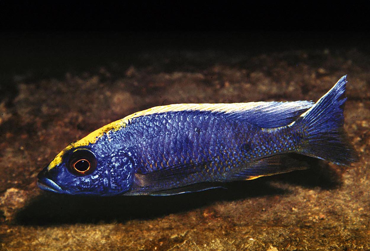 Foto på fisken Otopharynx lithobates, Zimbawe Rock