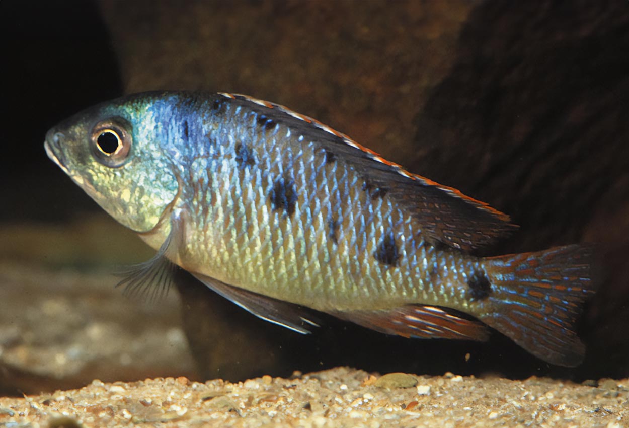 Fläckig otopharynx, green steveni