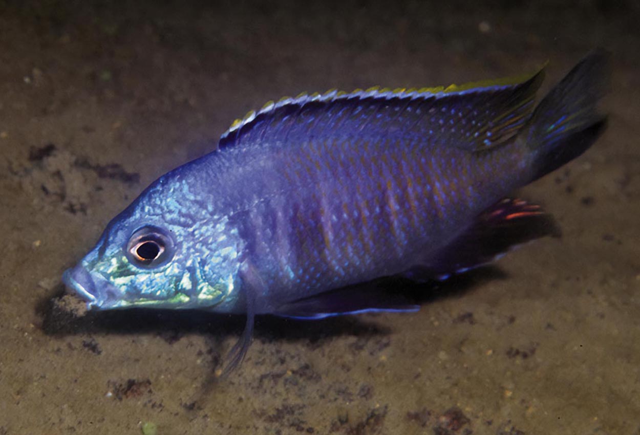 Blue otter haplochromis