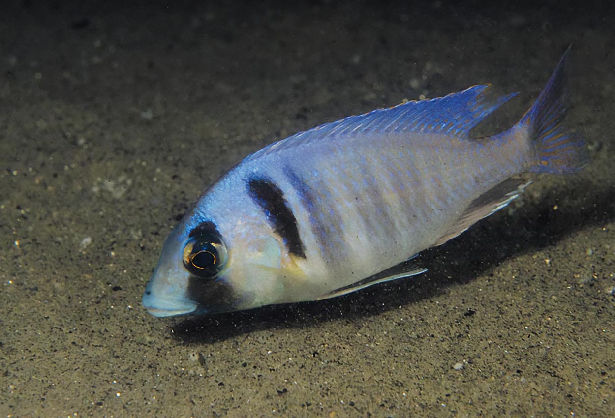 Placidochromis electra korsar sig lätt med bl.a. Cyrtocara moorii och skall därför inte hållas tillsammans med dessa. Foto: Ad Konings
