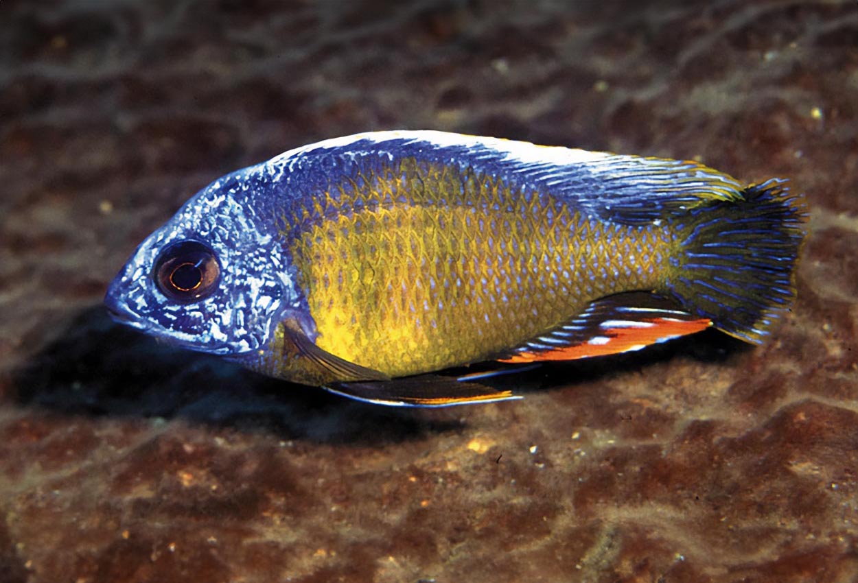 Foto på fisken Protomelas sp. 'steveni taiwan', Taiwan Reef