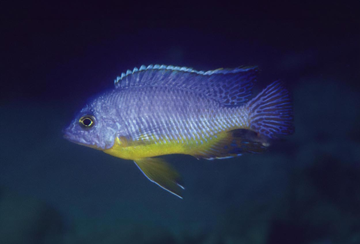 Masinje-taeniolatus, gulbuks-taeniolatus