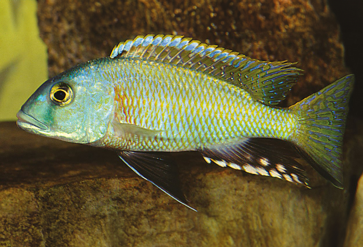 Stripeback/Mbowe haplochromis