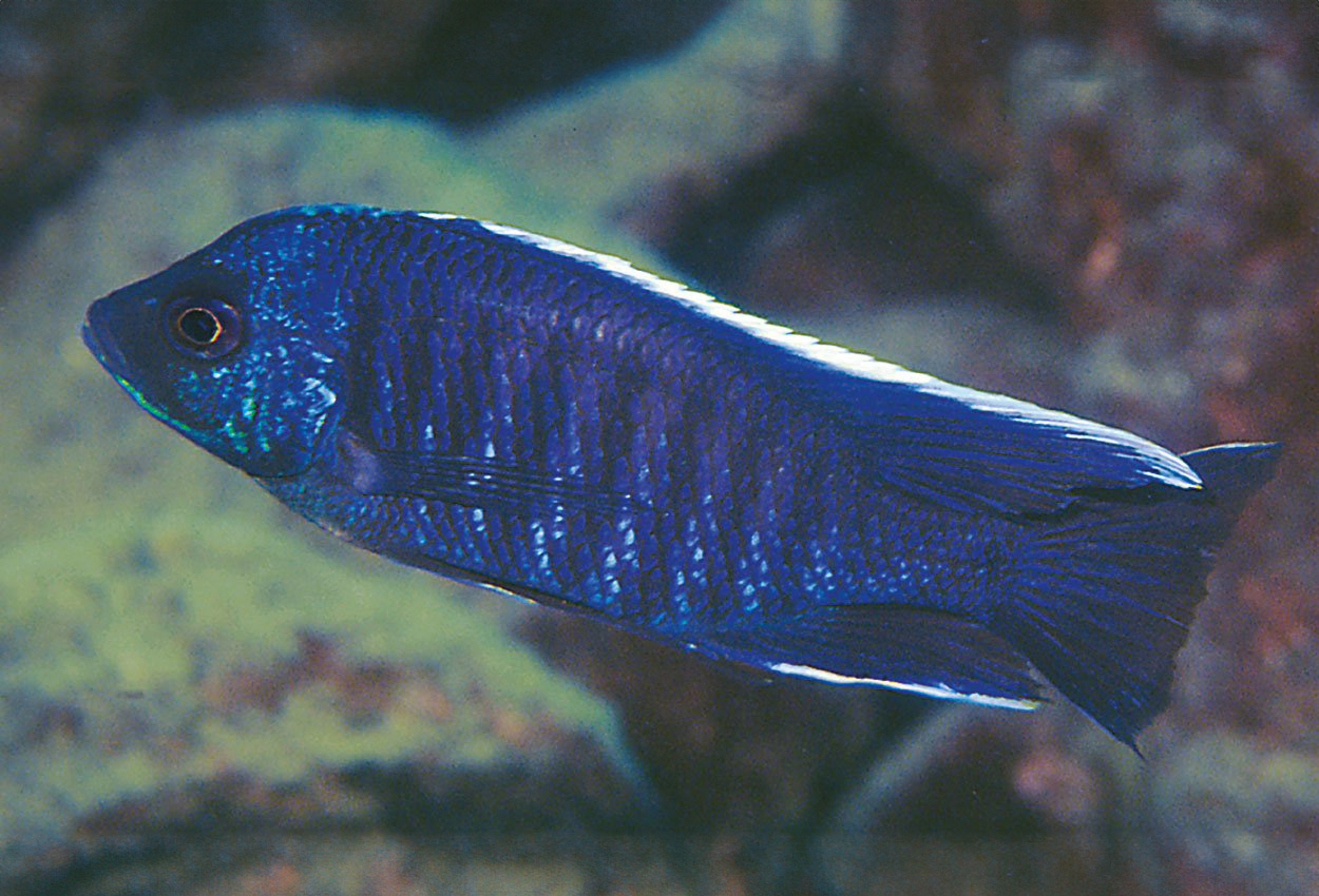 Foto på fisken Copadichromis cyanocephalus, Chioelo  