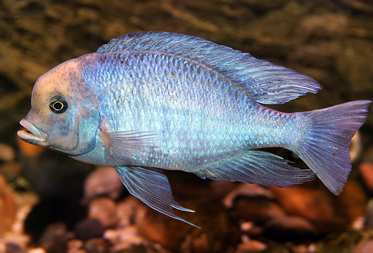 Foto på fisken Cyrtocara moorii