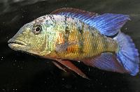 <i>Fossochromis rostratus</i>